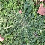 Reseda alba Frunză