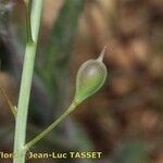 Camelina microcarpa Frutto