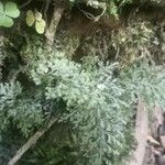 Vandenboschia speciosa Folha