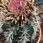 Melocactus matanzanus 葉