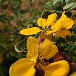 Senna auriculata Blomst