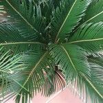 Cycas revoluta পাতা