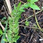 Ruellia blechum Blad