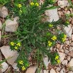 Neatostema apulum Hábito