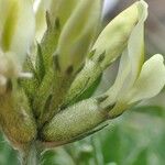 Oxytropis campestris Ffrwyth