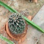 Echinopsis marsoneri Φύλλο