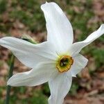 Narcissus poeticus Fula