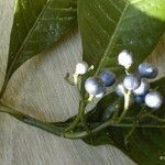 Psychotria gabrieliae ᱡᱚ