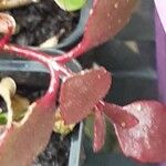 Kalanchoe manginii برگ