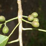 Bursera grandifolia Плод