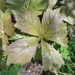 Rodgersia podophylla पत्ता