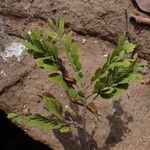 Dalbergia afzeliana Hábito