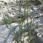 Crucianella latifolia Anders