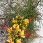 Caesalpinia gilliesii Floare