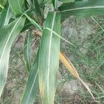 Sorghum bicolor ഇല