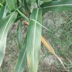 Sorghum bicolor Feuille