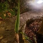 Yucca aloifoliaList