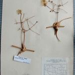 Clematis connata Otro