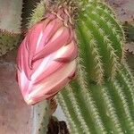 Echinopsis schickendantzii Hoja