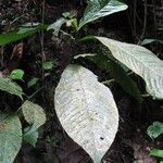 Chrysochlamys skutchii Leaf