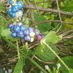 Persicaria perfoliata फल