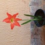 Hippeastrum puniceum Floare