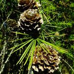 Larix kaempferi फल