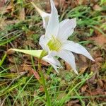 Zephyranthes atamasco Flor