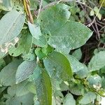 Muehlenbeckia hastulata Hoja