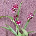 Oncidium spp. Staniste