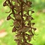 Rhipidoglossum rutilum Flower