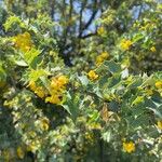 Berberis fremontii عادت داشتن