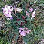 Erodium cicutarium Habit