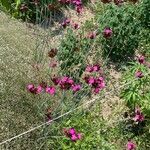 Dianthus giganteus Кветка