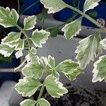 Oenanthe fistulosa Leaf