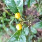 Erythroxylum laurifolium Fruit