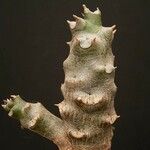 Euphorbia herman-schwartzii Кара