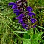 Salvia × sylvestris ফুল
