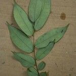 Crudia bracteata Φύλλο