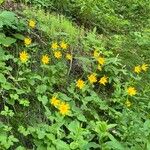 Arnica latifolia ফুল