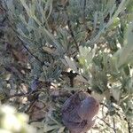 Artemisia tridentata Plod