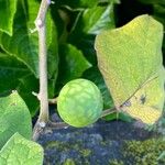 Solanum viarum Fruit