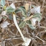 Barleria acanthoides Цвят