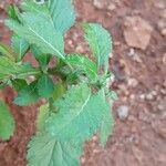 Centratherum punctatum Folla