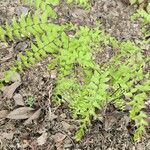 Adiantum pedatum Habit