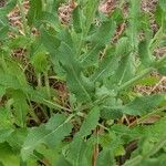 Salvia nemorosa Leaf