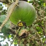 Oncoba spinosa Fruit