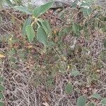 Celtis africana Habit