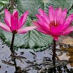 Nymphaea rubra ᱵᱟᱦᱟ