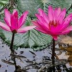 Nymphaea rubra Flower